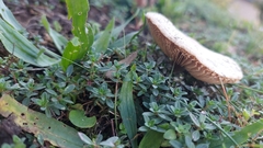 Macrolepiota mastoidea