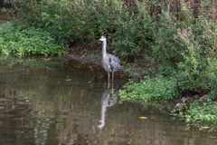 Ardea cinerea