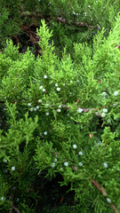 Juniperus virginiana