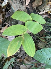 Uvularia grandiflora