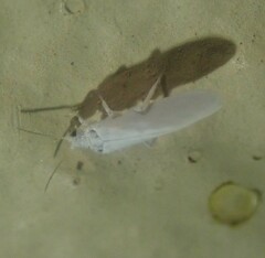 Coniopterygidae