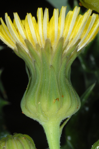 Another photo of spiny sowthistle