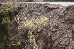 Atriplex lindleyi inflata