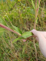 Oenothera curtiflora