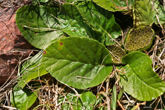 Dorstenia brasiliensis