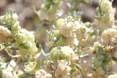 Atriplex lindleyi inflata