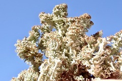 Cladonia atlantica