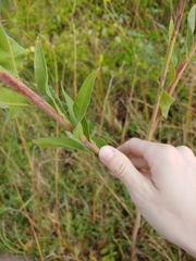 Oenothera curtiflora