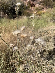 Cirsium mohavense