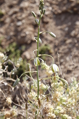 Albuca