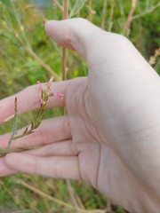 Oenothera curtiflora