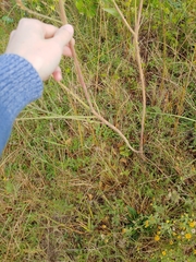 Oenothera curtiflora
