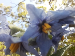 Solanum granulosoleprosum