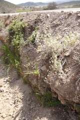 Albuca