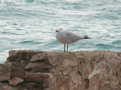 Ichthyaetus audouinii