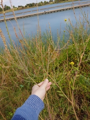 Oenothera curtiflora