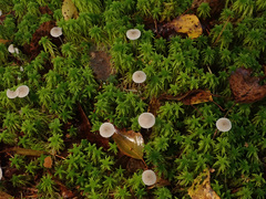 Mycena cinerella