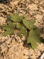 Acer floridanum