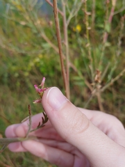 Oenothera curtiflora