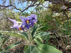 Solanum granulosoleprosum