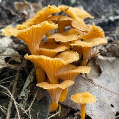 Craterellus ignicolor