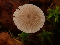 Mycena cinerella