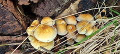 Hypholoma fasciculare