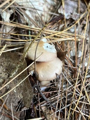 Rhodocollybia butyracea