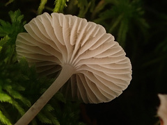Mycena cinerella