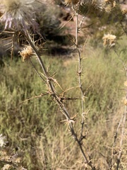 Cirsium mohavense