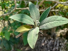 Solanum granulosoleprosum
