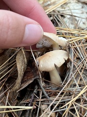 Rhodocollybia butyracea