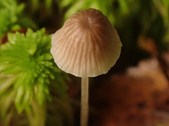 Mycena cinerella