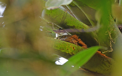 Pseudocolaptes boissonneautii