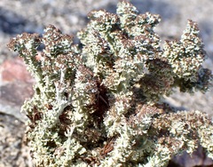 Cladonia atlantica