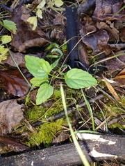 Scutellaria lateriflora