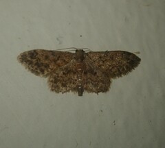 Idaea torrida