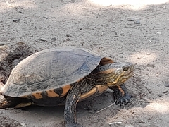 Trachemys dorbigni