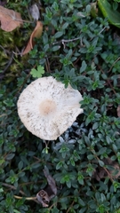 Macrolepiota mastoidea