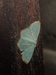 Comostolopsis stillata