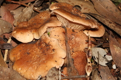 Leucopaxillus