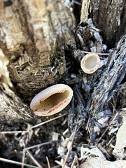 Phylloscypha phyllogena