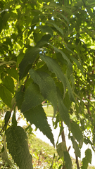 Celtis australis