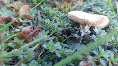 Macrolepiota mastoidea