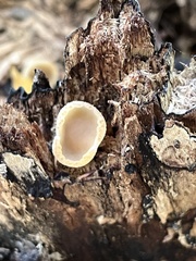 Phylloscypha phyllogena