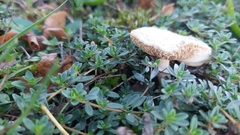 Macrolepiota mastoidea