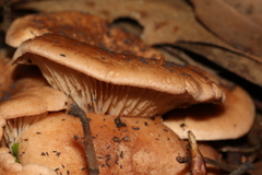 Leucopaxillus