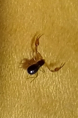 Neobisium