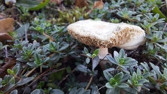 Macrolepiota mastoidea