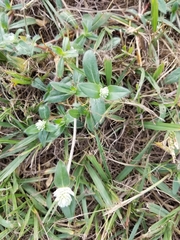 Gomphrena serrata